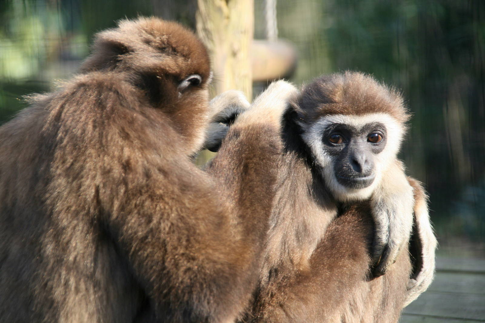 grooming Lar gibbons