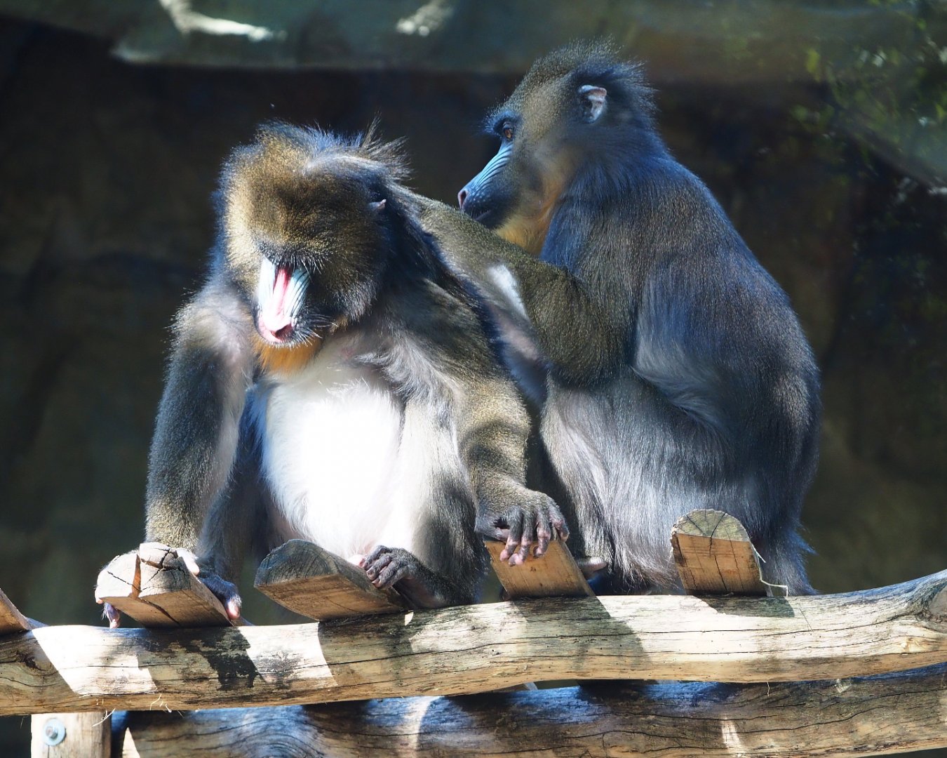 Grooming mandrills (Mandrillus sphinx), 2019-09-21