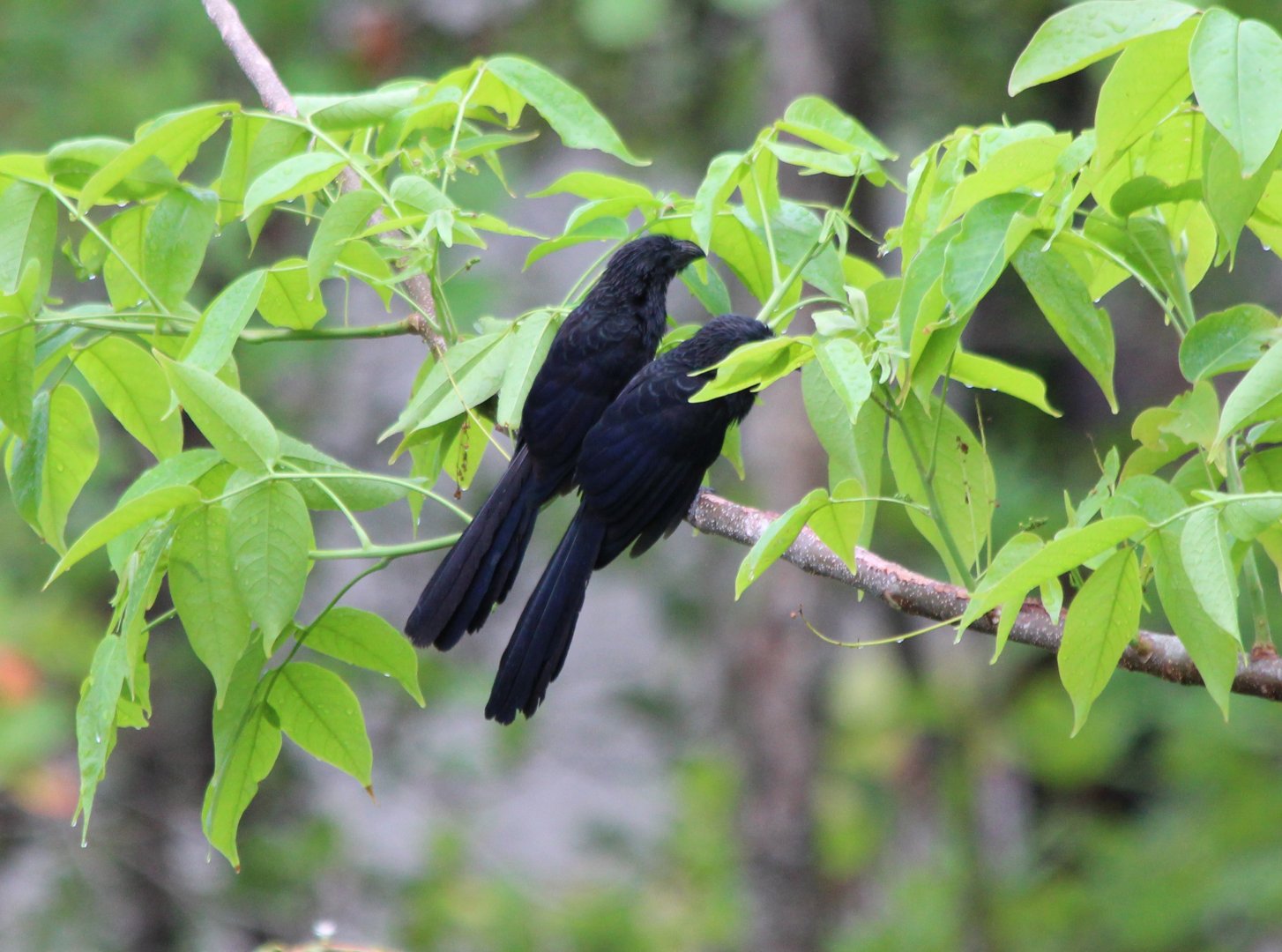 Groove-billed Ani - Apr 2019