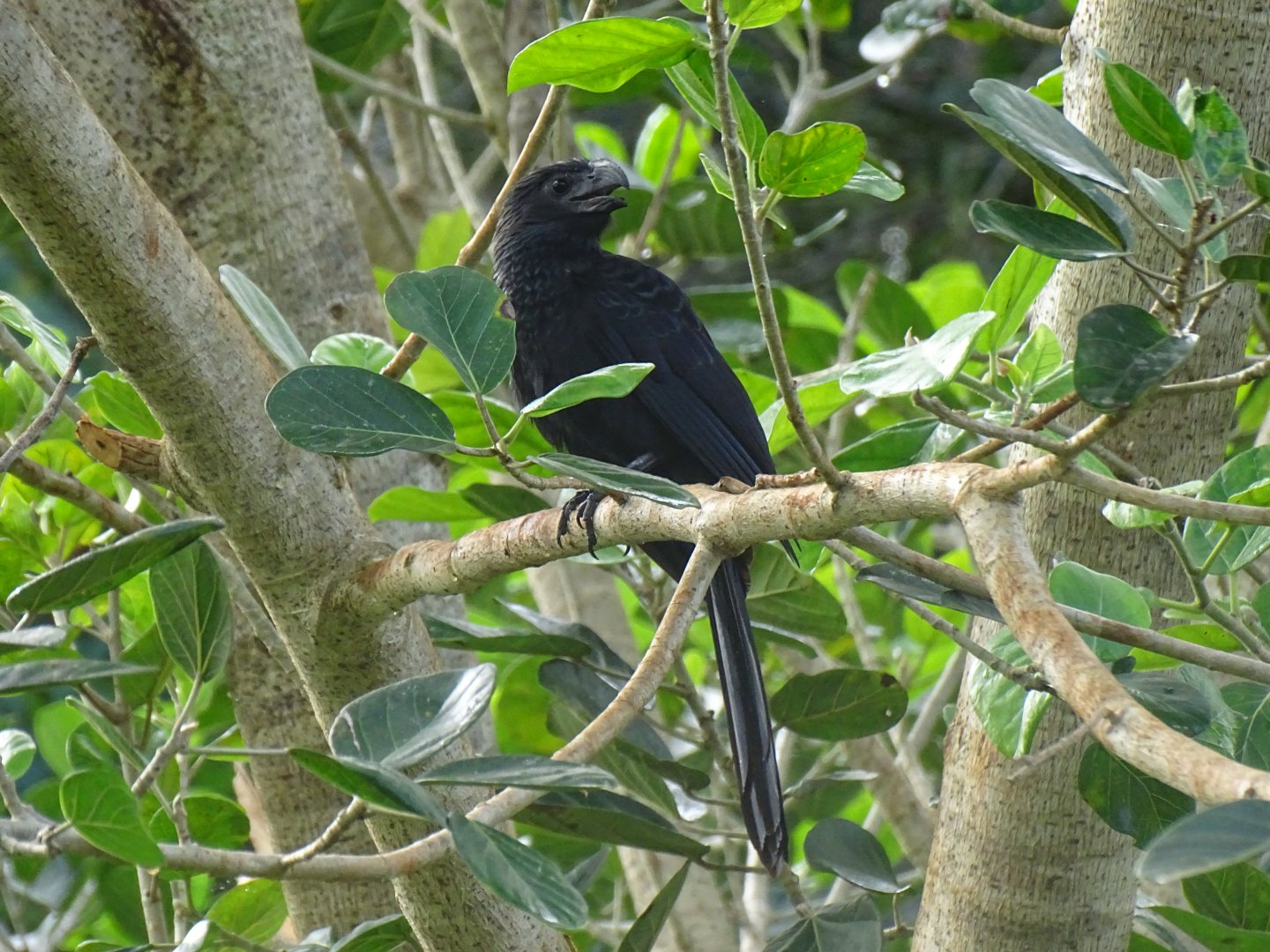 Groove-billed ani (Crotophaga sulcirostris)