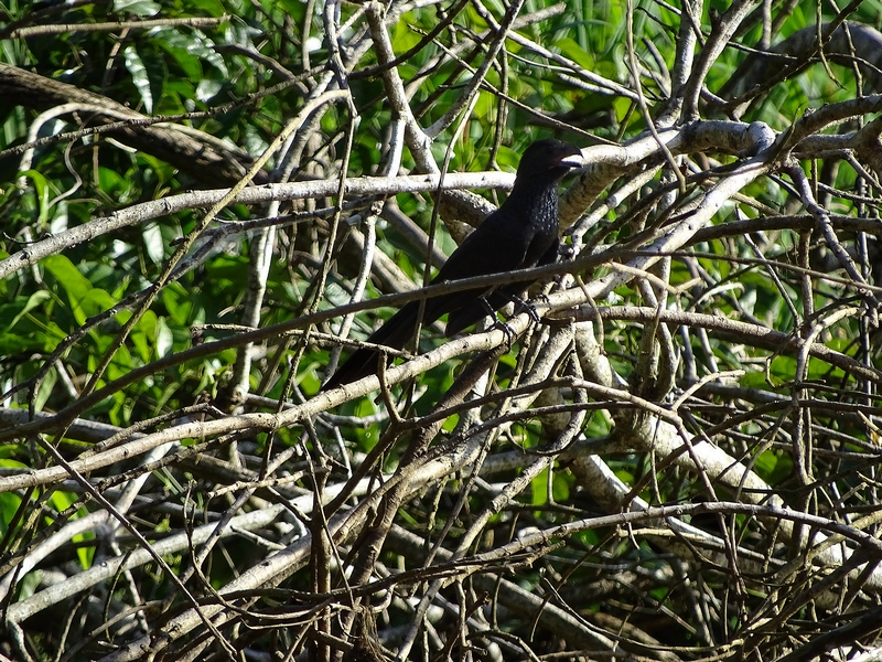 Groove-billed ani