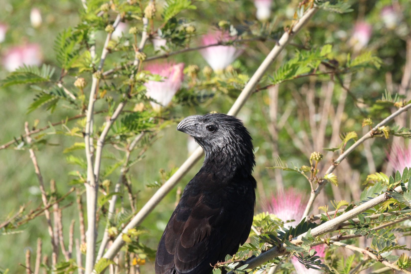 Groove-billed Ani