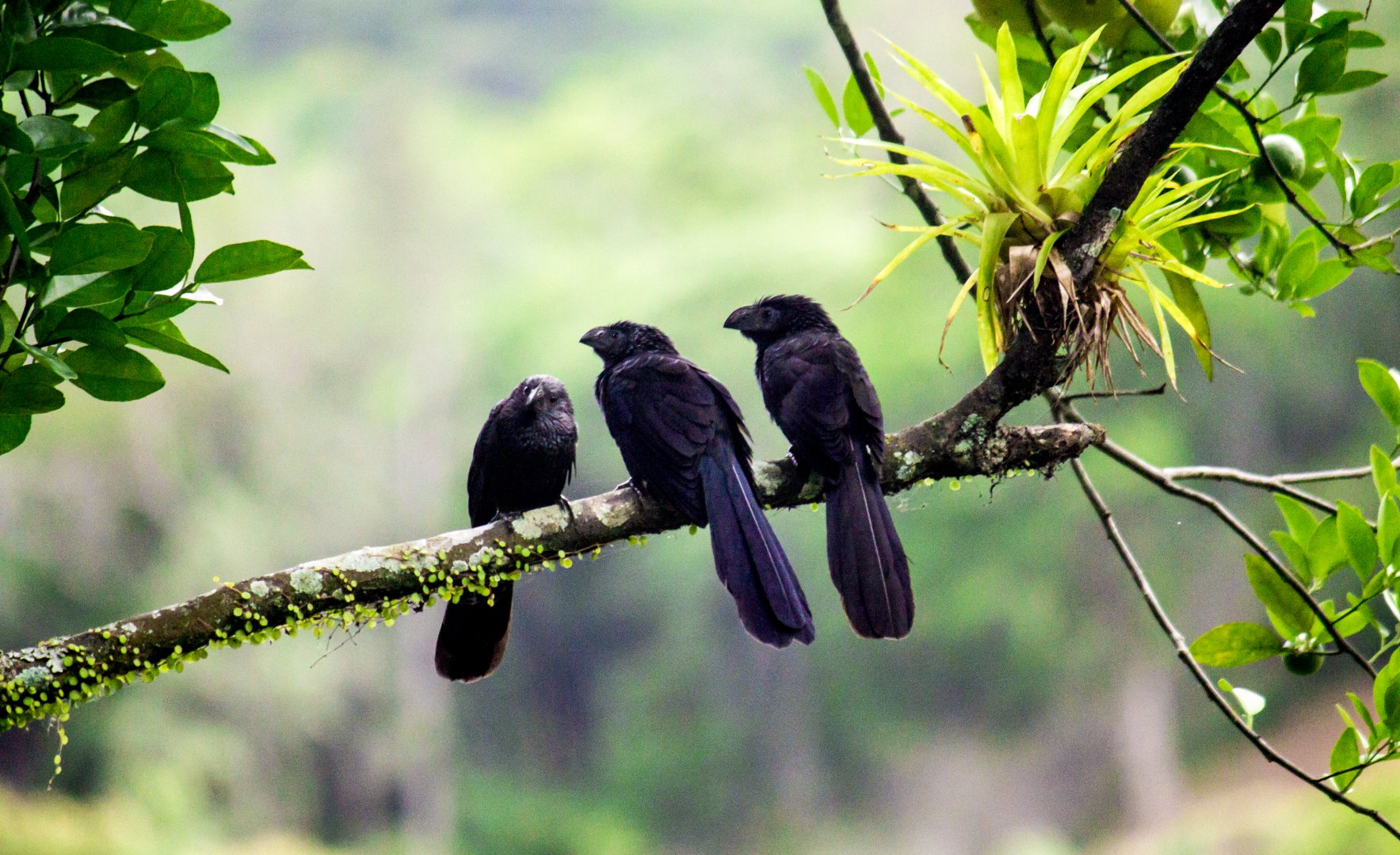 Groove-billed anis, Crotophaga sulcirostris