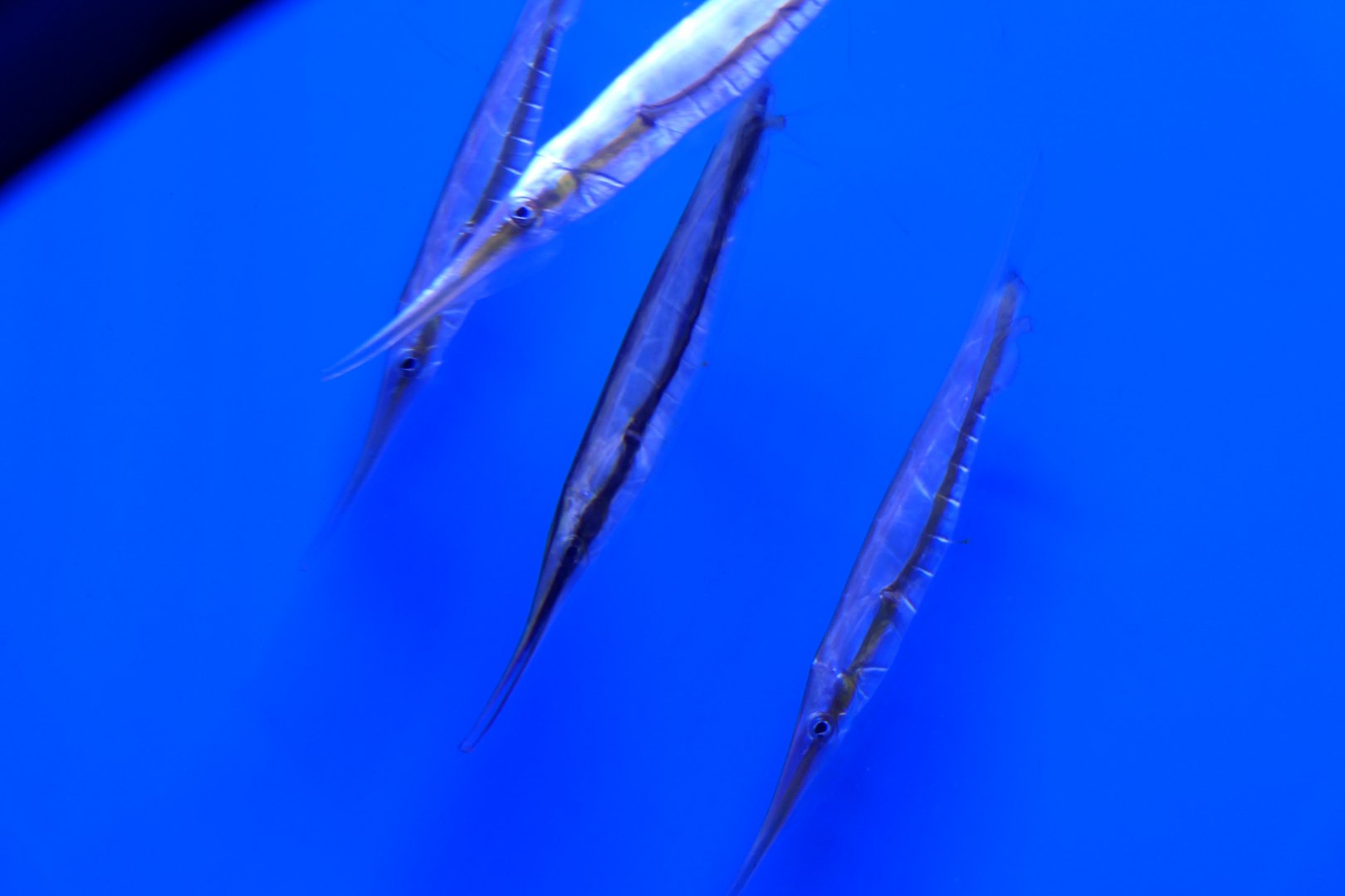 Grooved Razorfish (Centriscus scutatus) and Jointed Razorfish (Aeoliscus strigatus)
