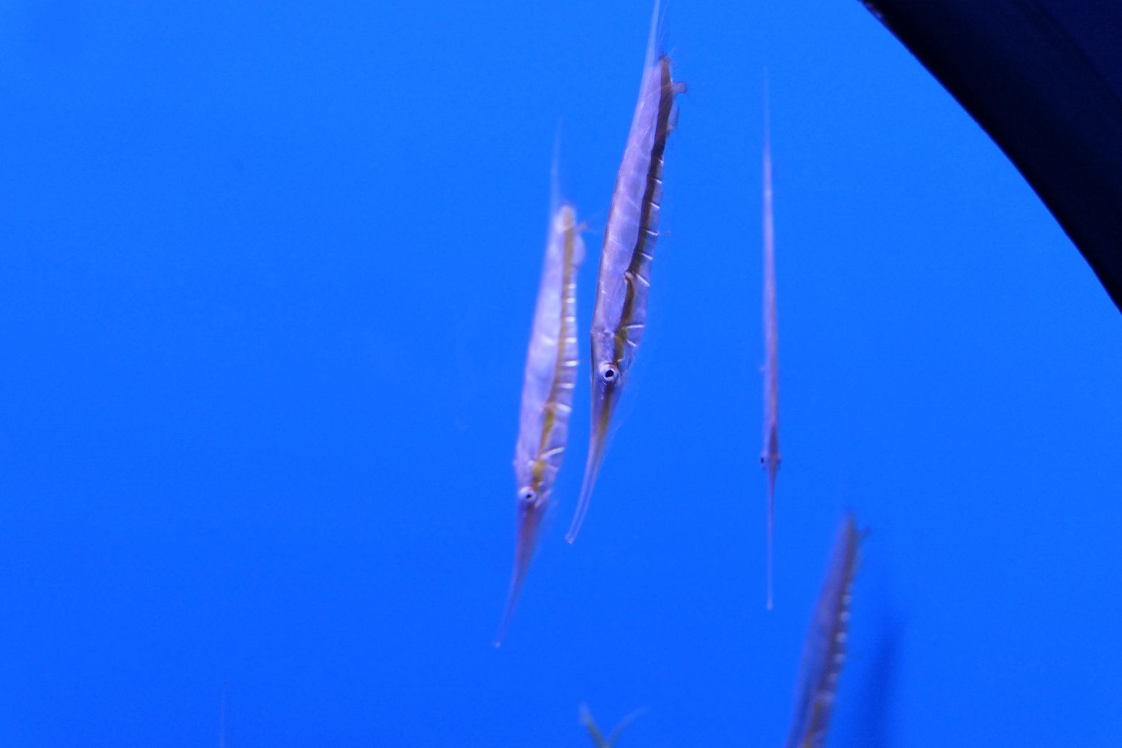 Grooved Razorfish