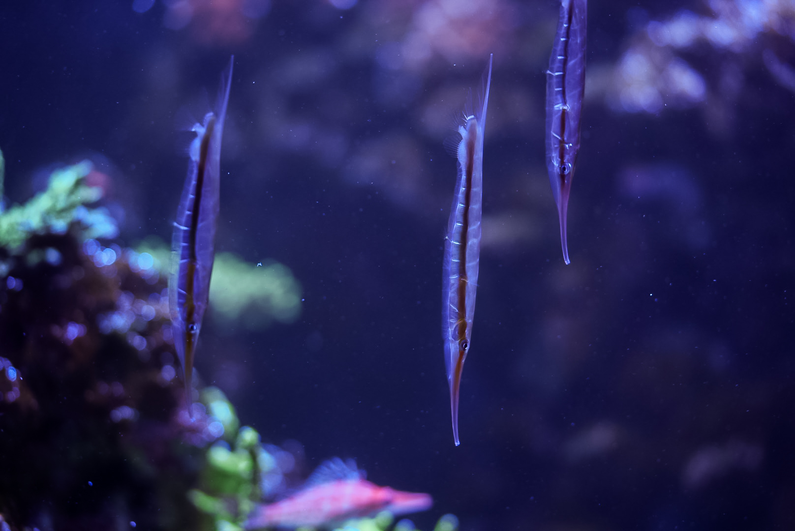 Grooved Razorfish