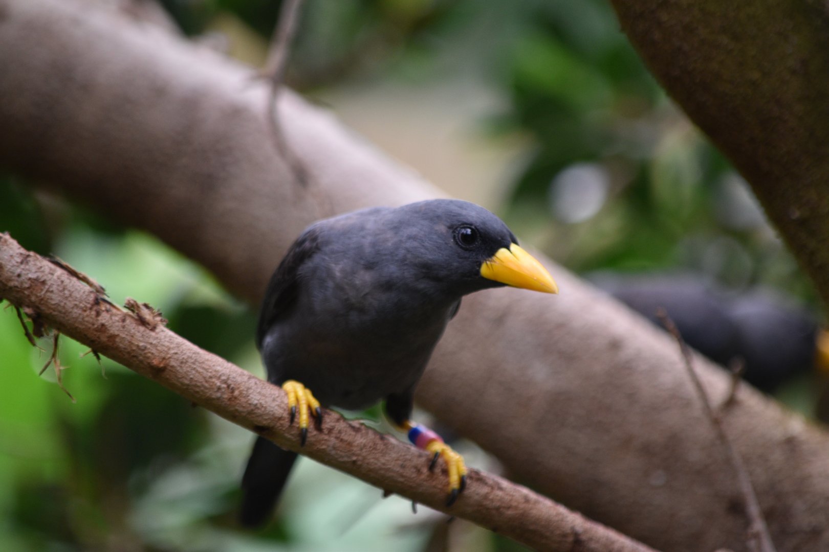 Grosbeak myna