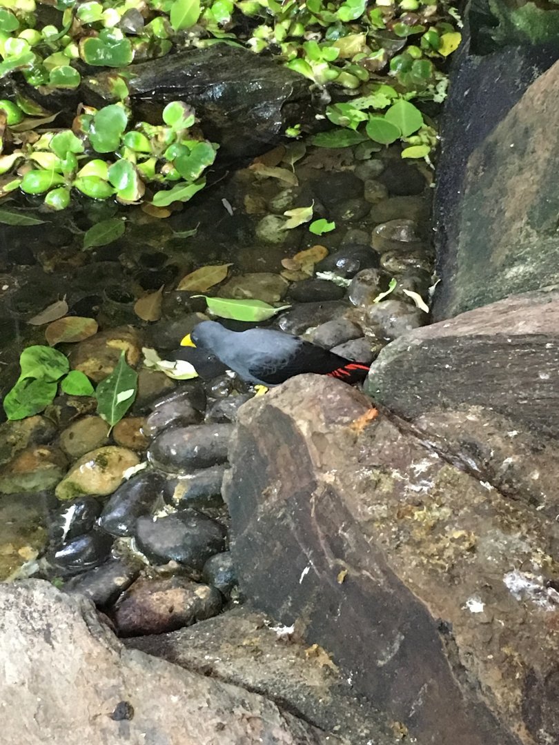 Grosbeak starling 121216