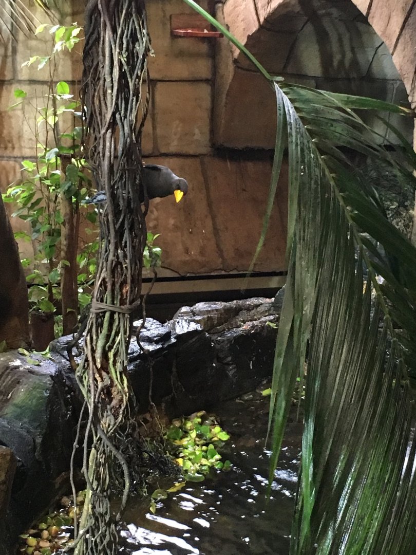 Grosbeak starling 121216