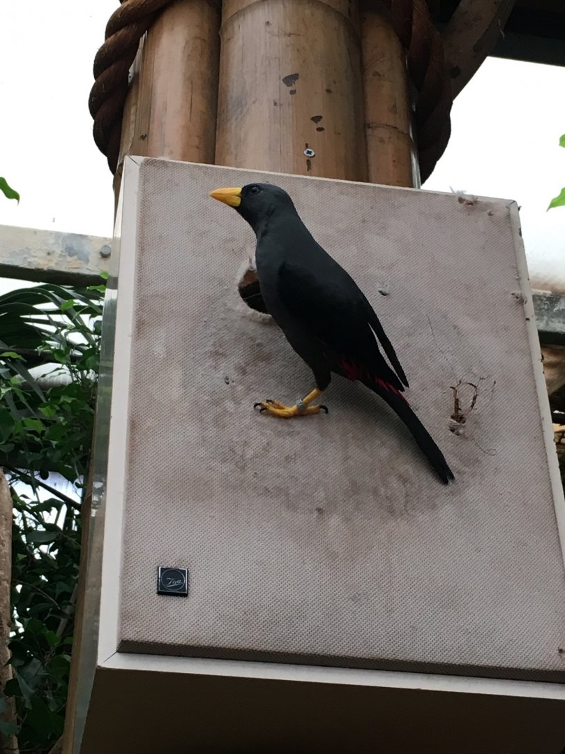 Grosbeak starling 121216