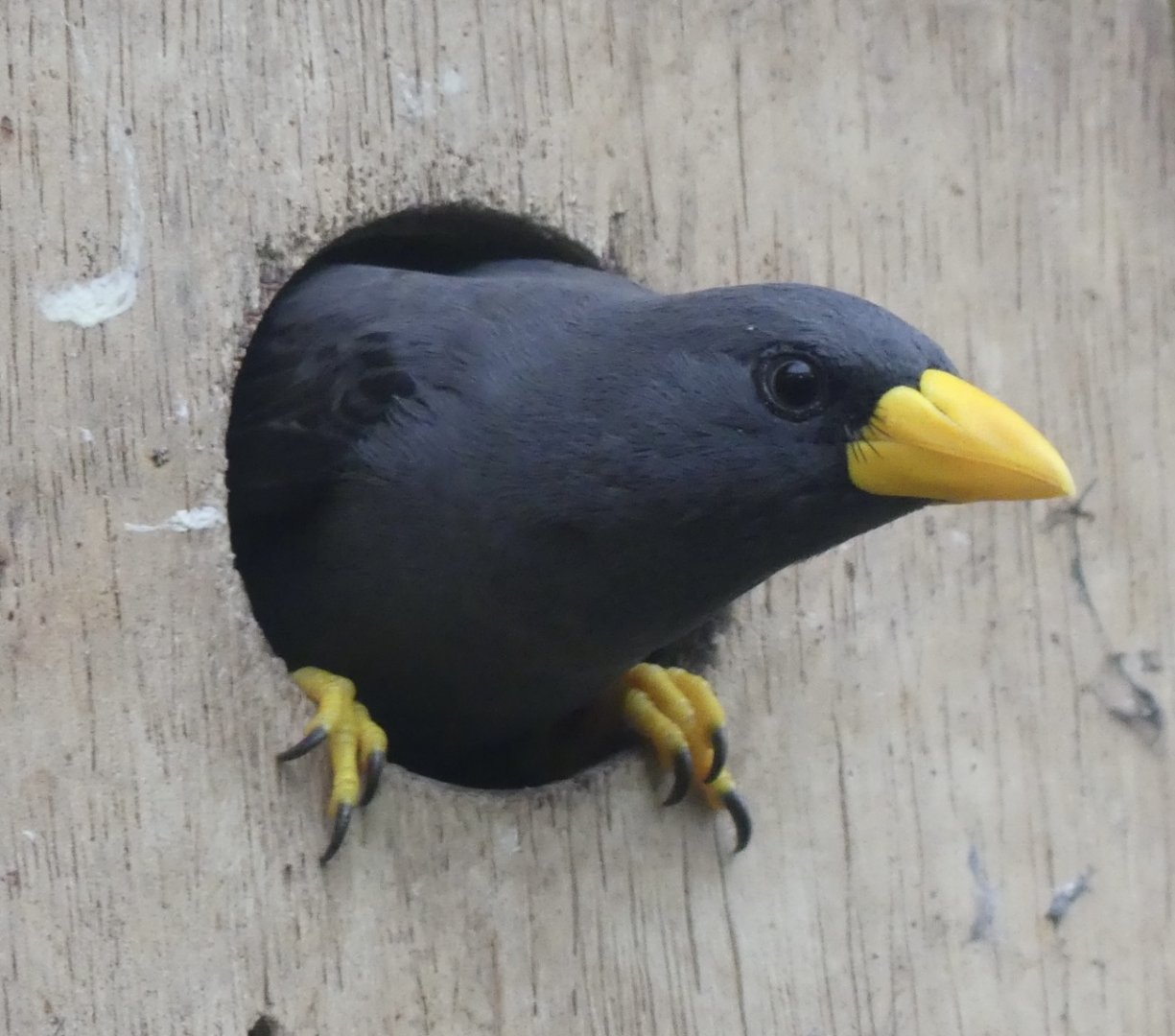 Grosbeak Starling - 21.10.24