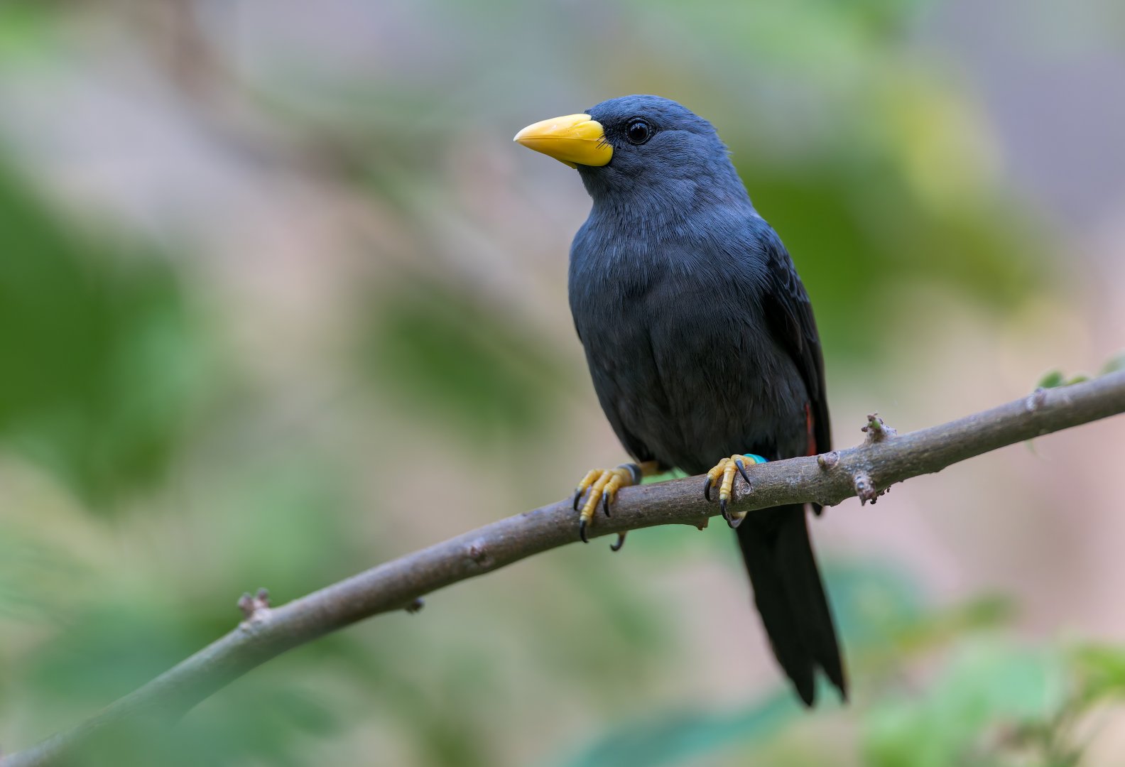 Grosbeak Starling, Chester, UK