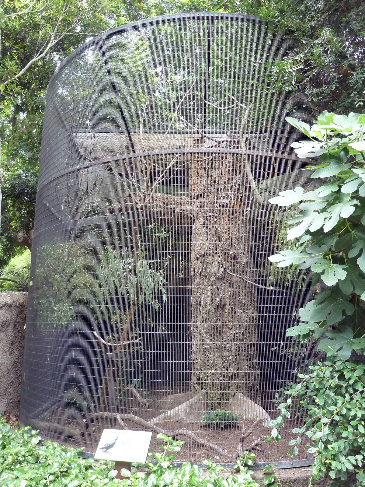 Grosbeak Starling Exhibit