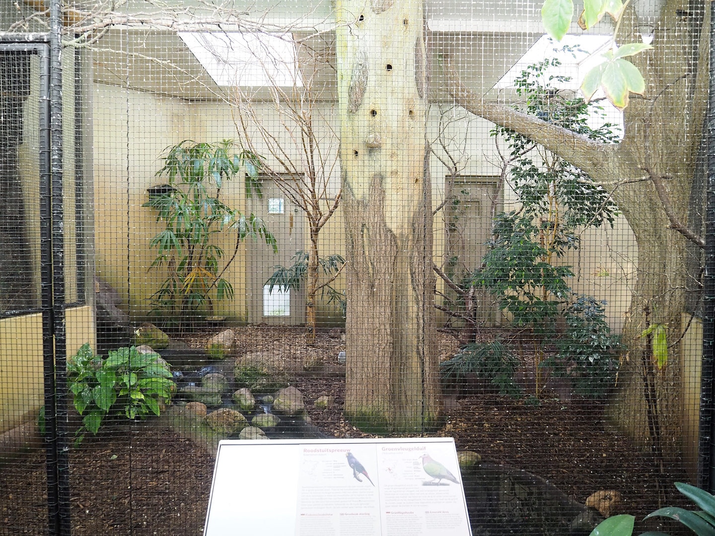 Grosbeak starling indoor aviary, 2023-10-07
