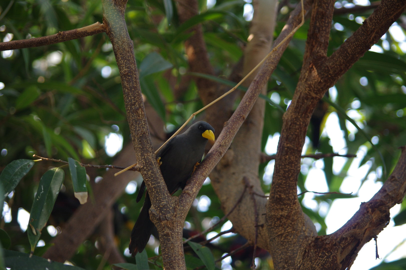 Grosbeak starling- Monsoon Forest- 4/4/2023