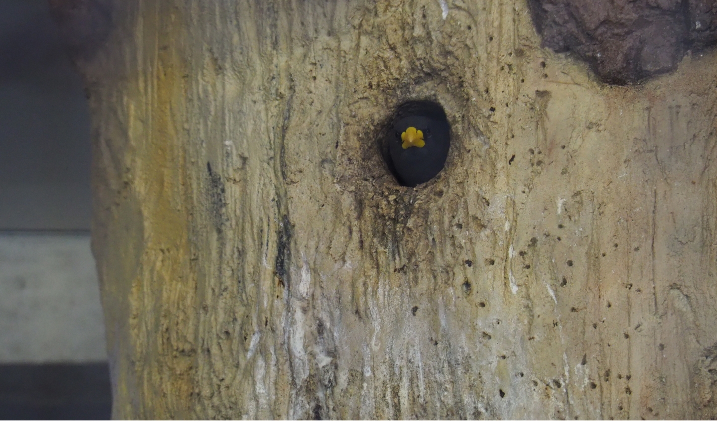 Grosbeak starling or Scissor-billed starling (Scissirostrum dubium) in nesting hole (Sep 16th, 2018)