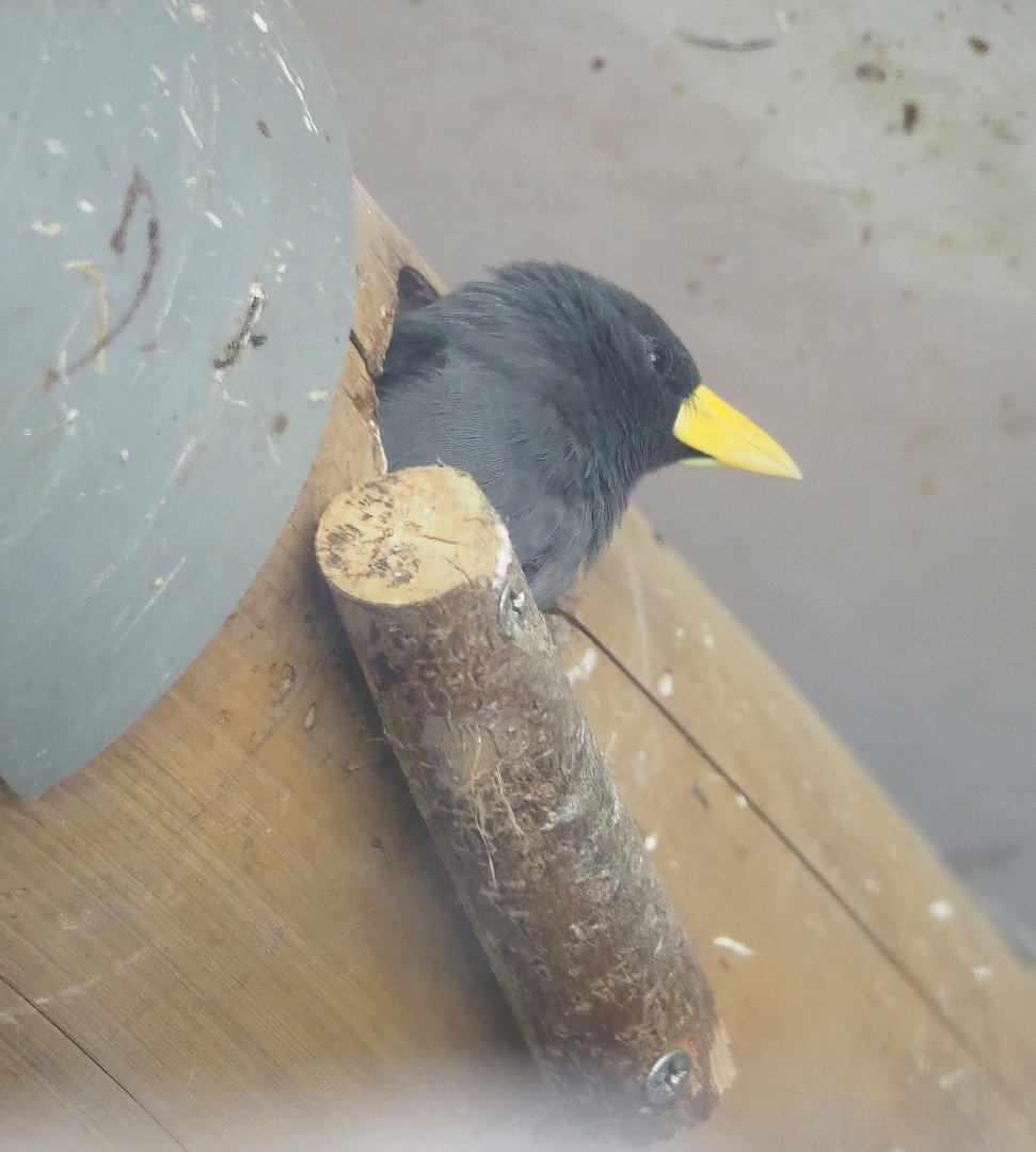 Grosbeak starling (Scissirostrum dubium), 2023-10-07