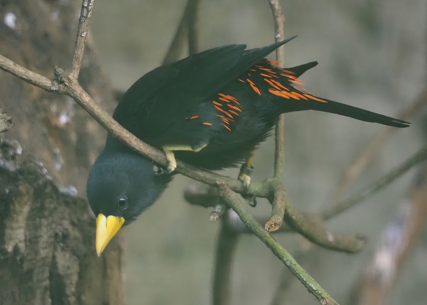 Grosbeak starling (Scissirostrum dubium), 2024-05-22
