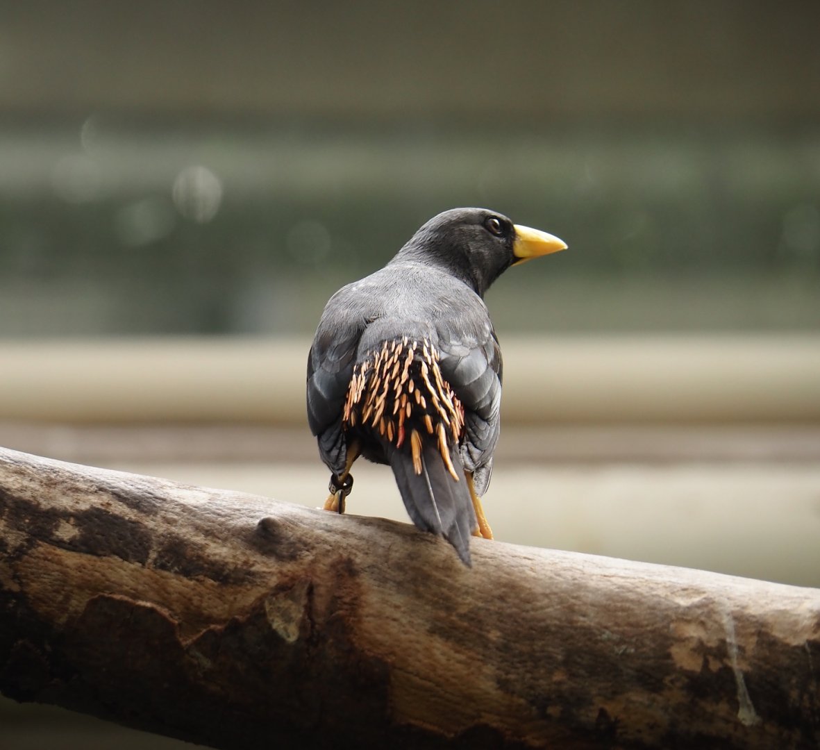 Grosbeak starling  (Scissirostrum dubium), 2024-06-30