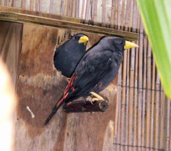 Grosbeak Starling (Scissirostrum dubium)