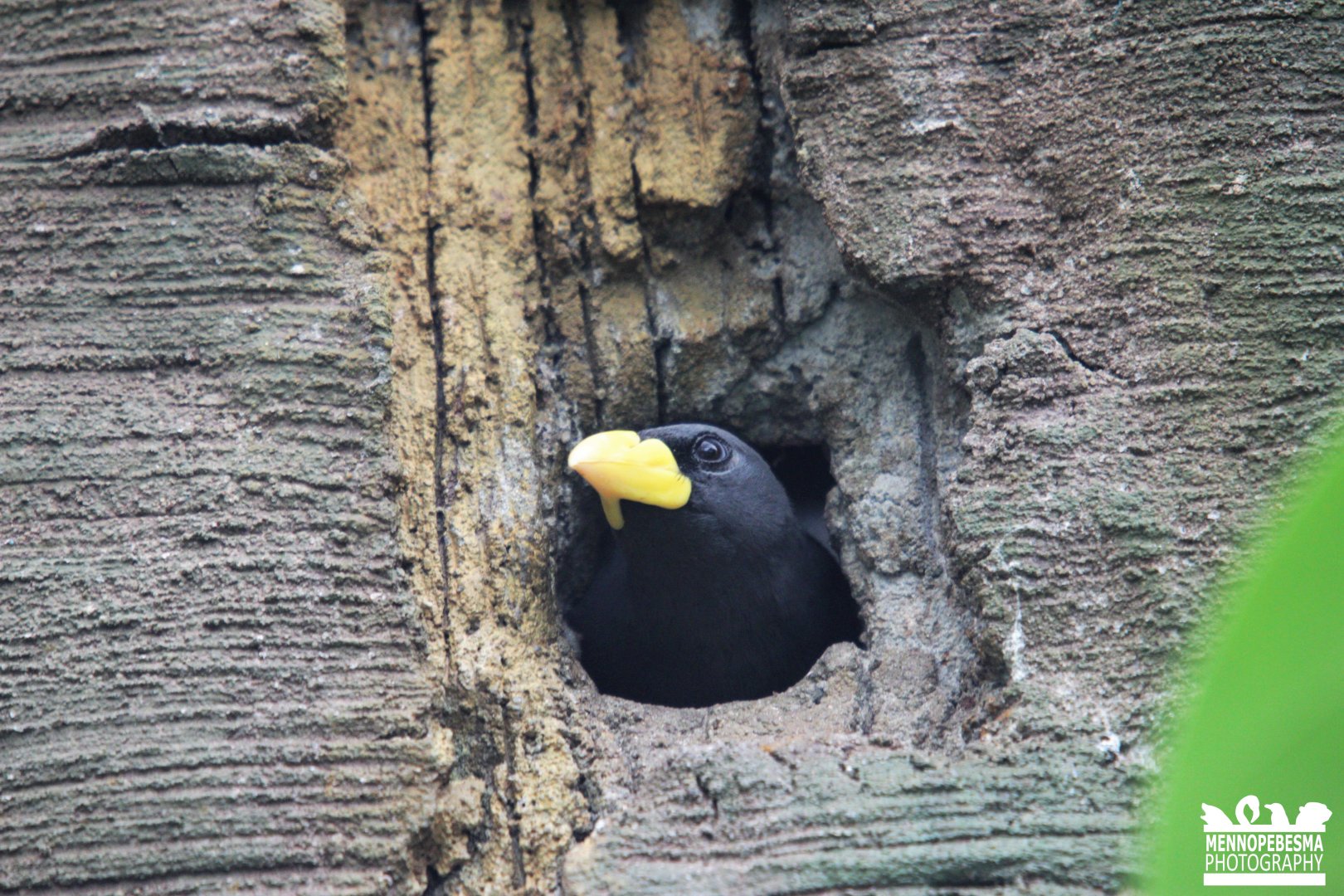 Grosbeak starling (Scissirostrum dubium)