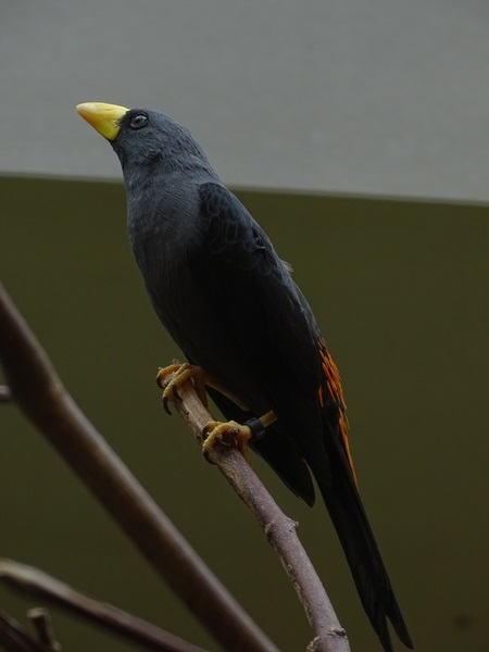 Grosbeak starling (Scissirostrum dubium)