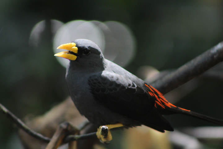 Grosbeak starling (Scissirostrum dubium)