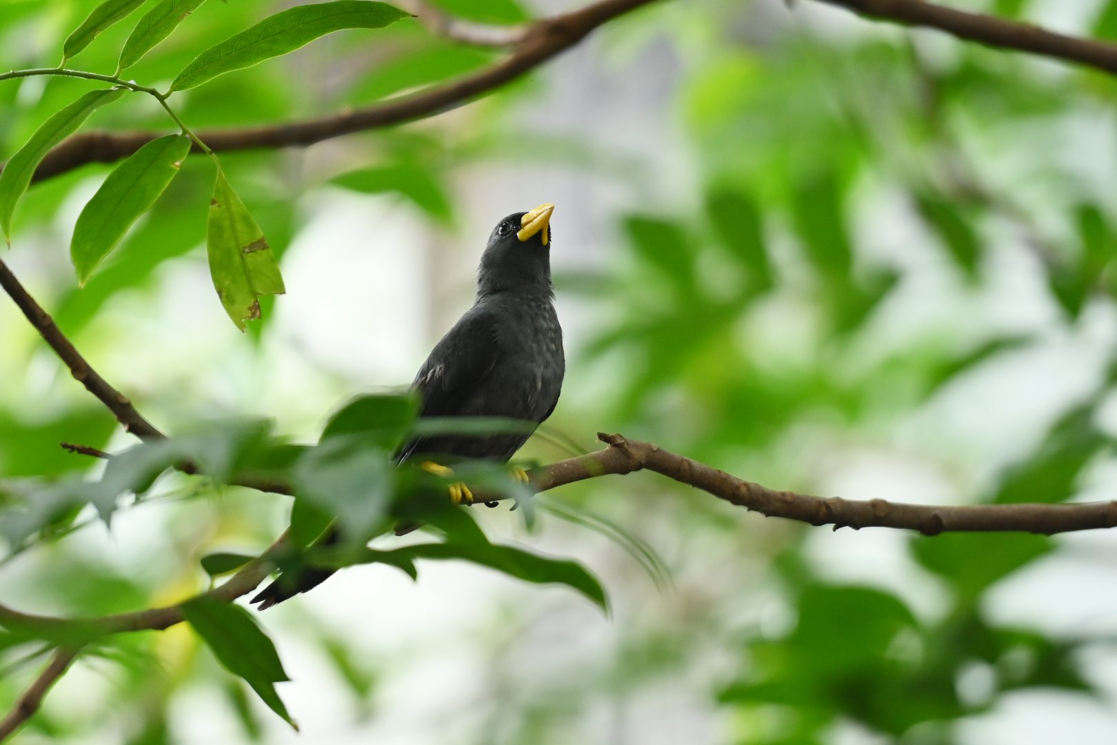 Grosbeak starling Scissirostrum dubium