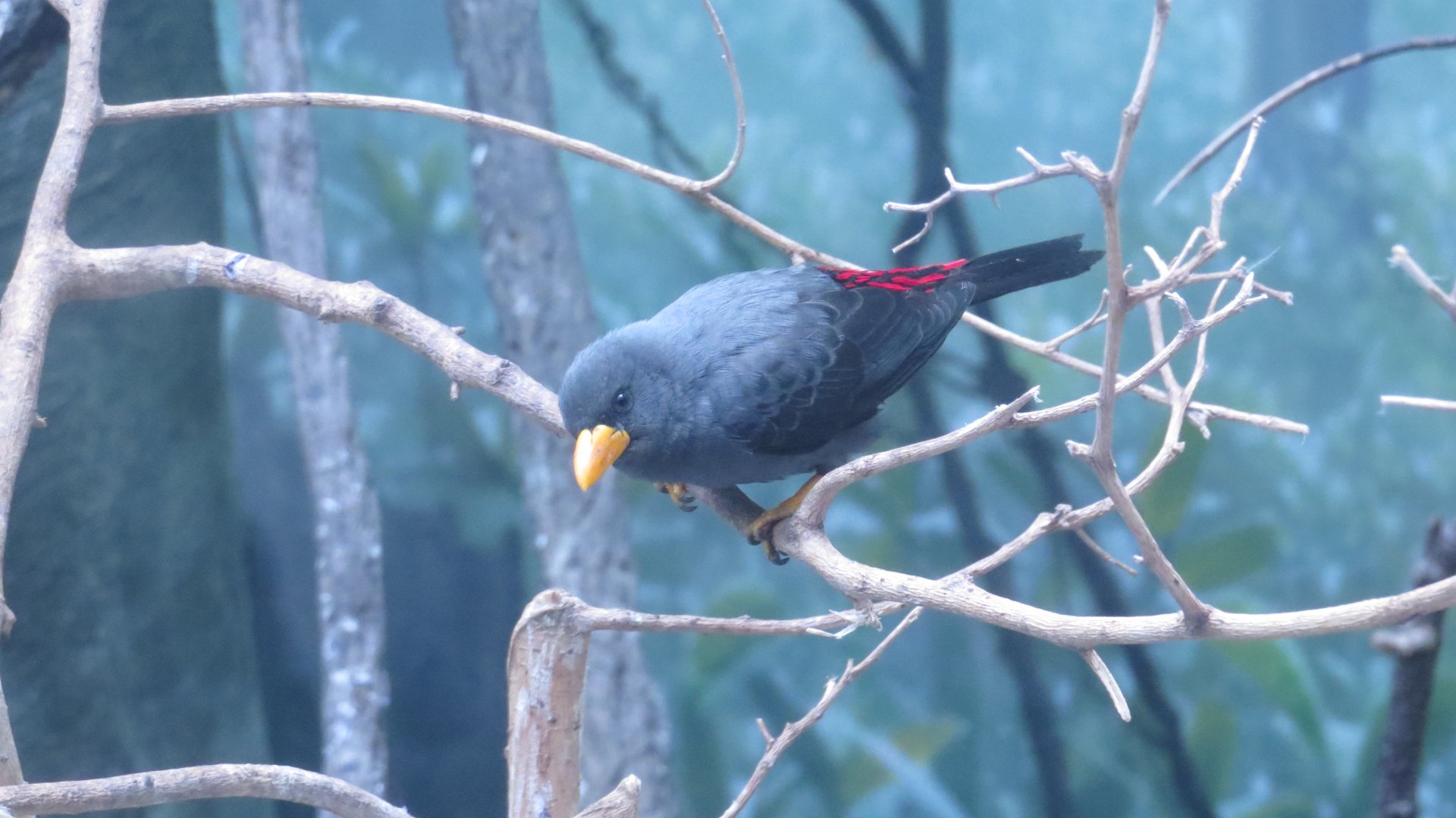 Grosbeak Starling | World of Birds | The Bronx Zoo