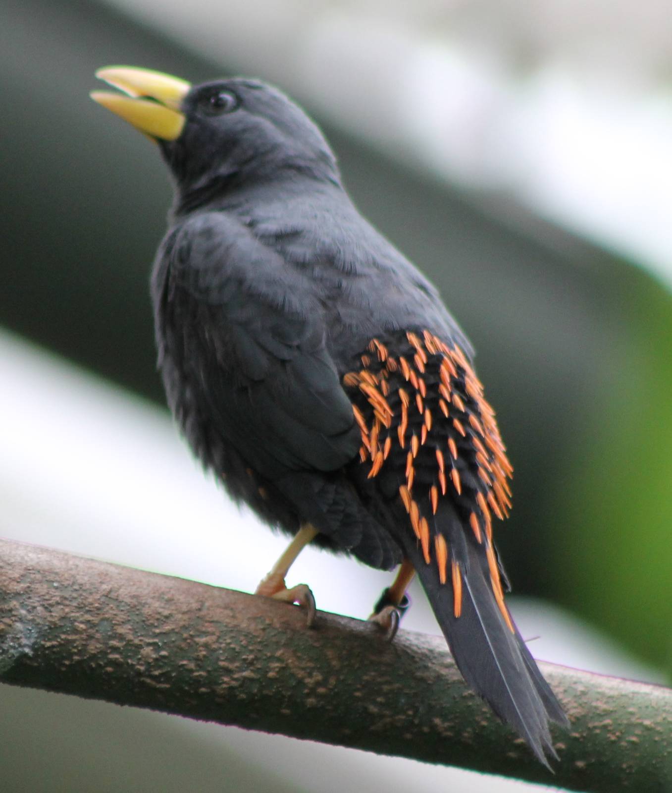 Grosbeak starling