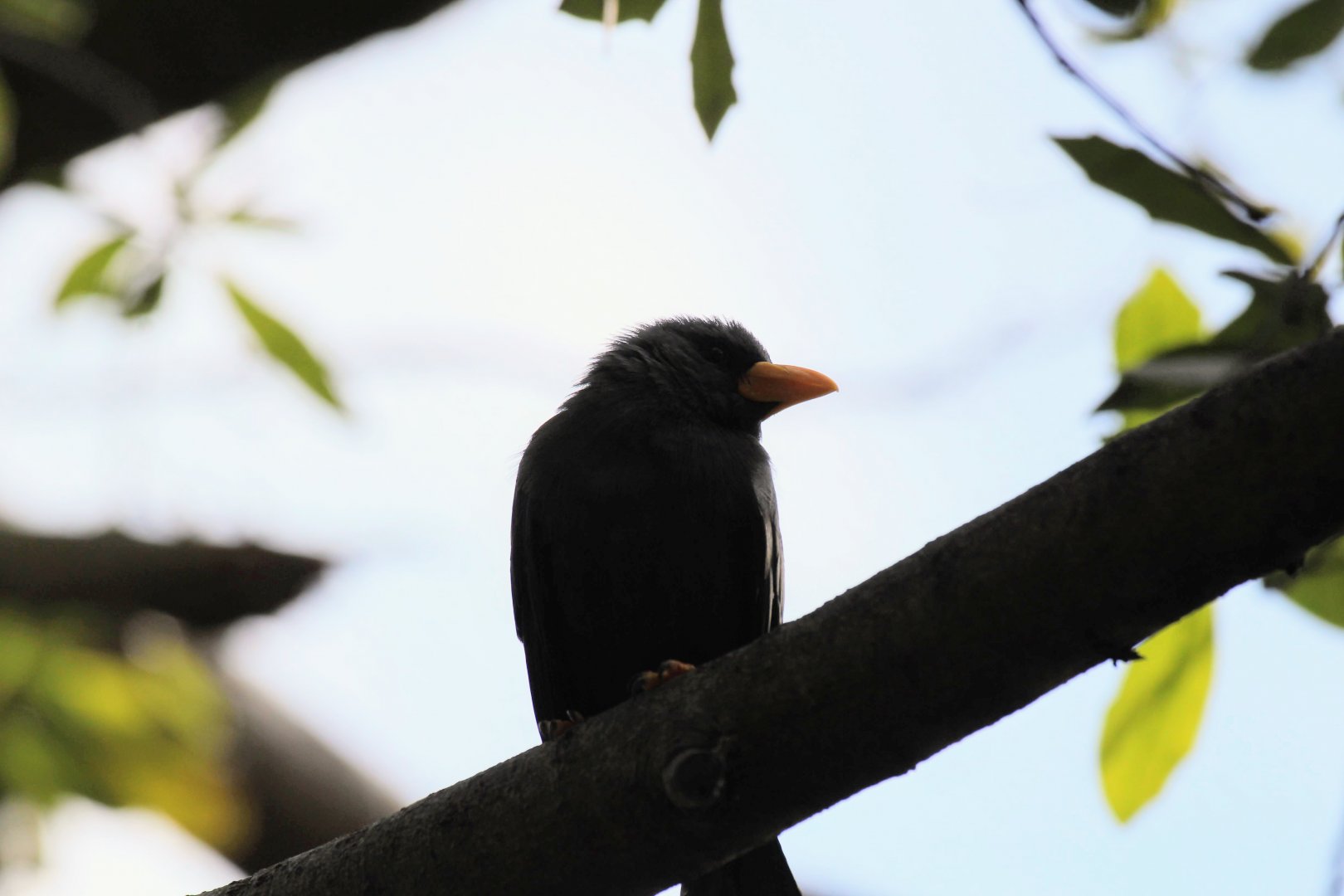 Grosbeak Starling