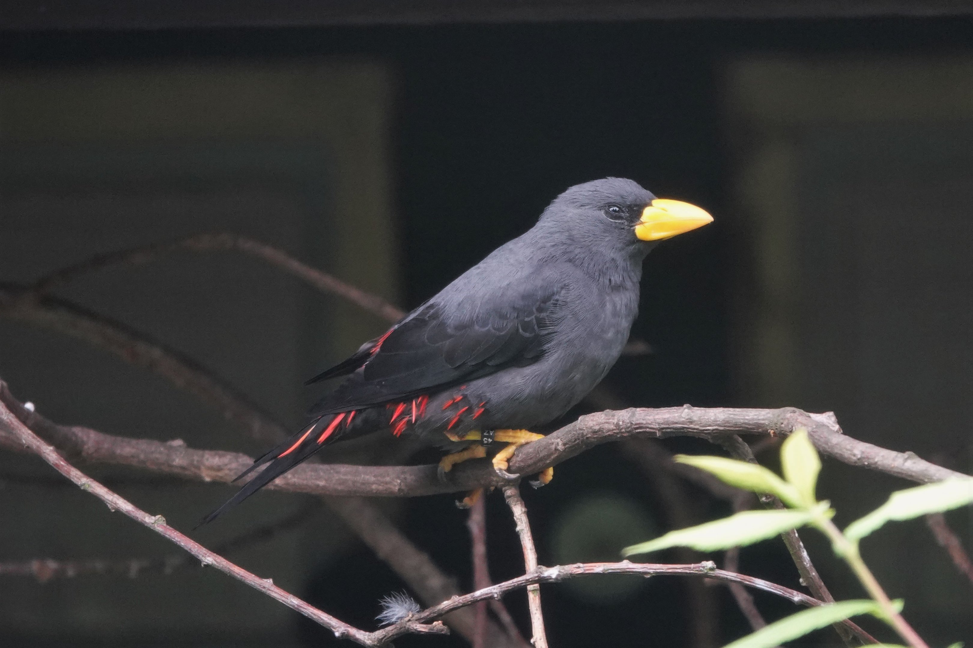 Grosbeak starling