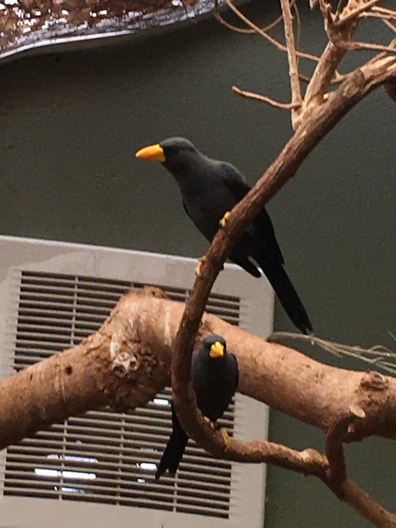 Grosbeak starlings 121216