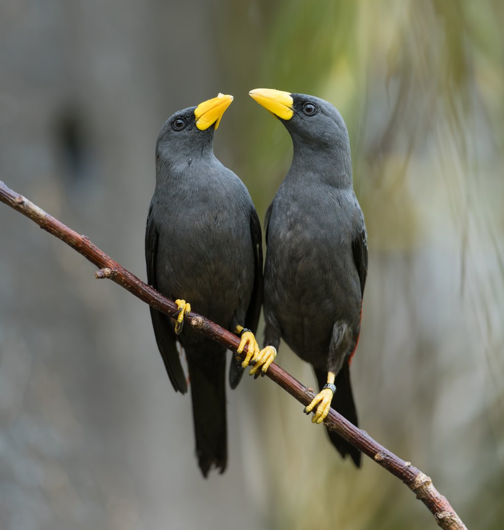 Grosbeak Starlings, Chester, UK