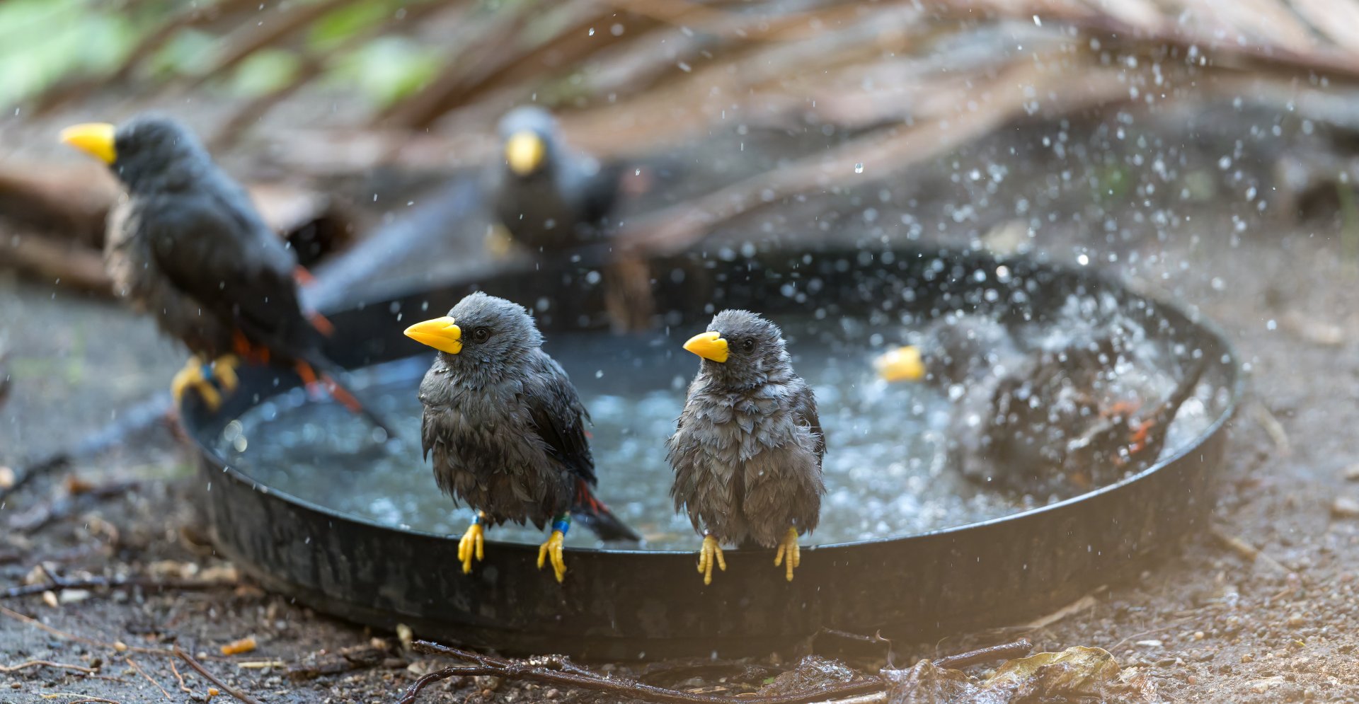Grosbeak Starlings, Chester, UK