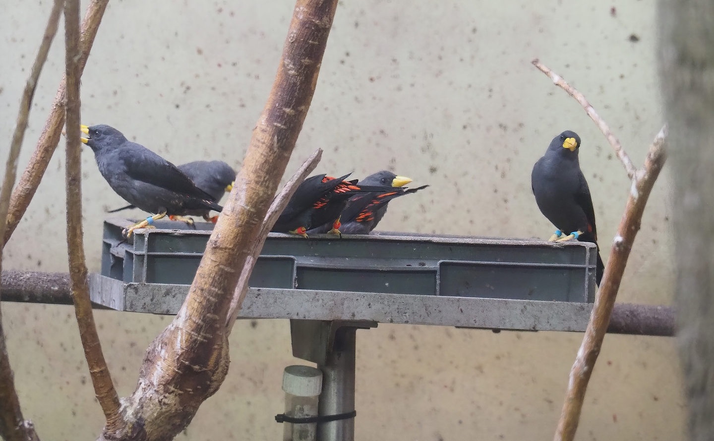 Grosbeak starlings (Scissirostrum dubium), 2023-10-07