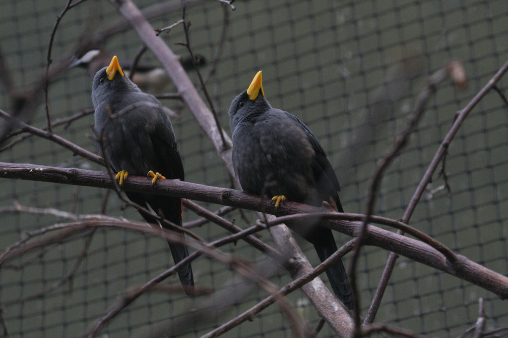 Grosbeak Starlings