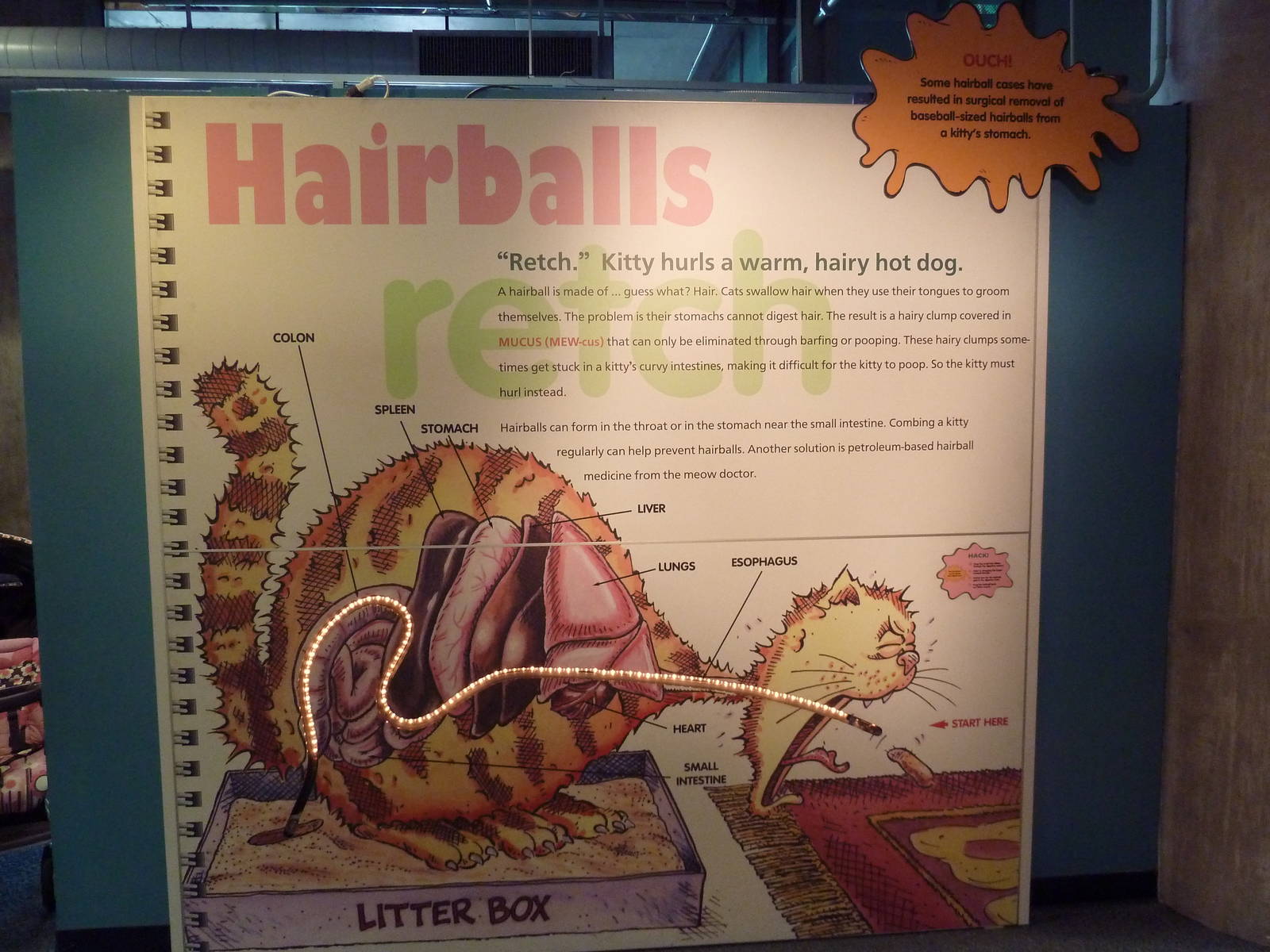 Grossology - Hairballs!