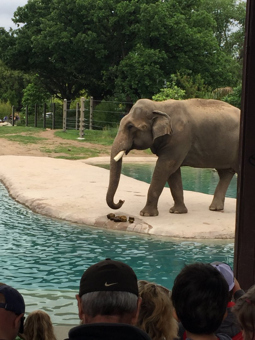 Groucho the Elephant 6-23-2017