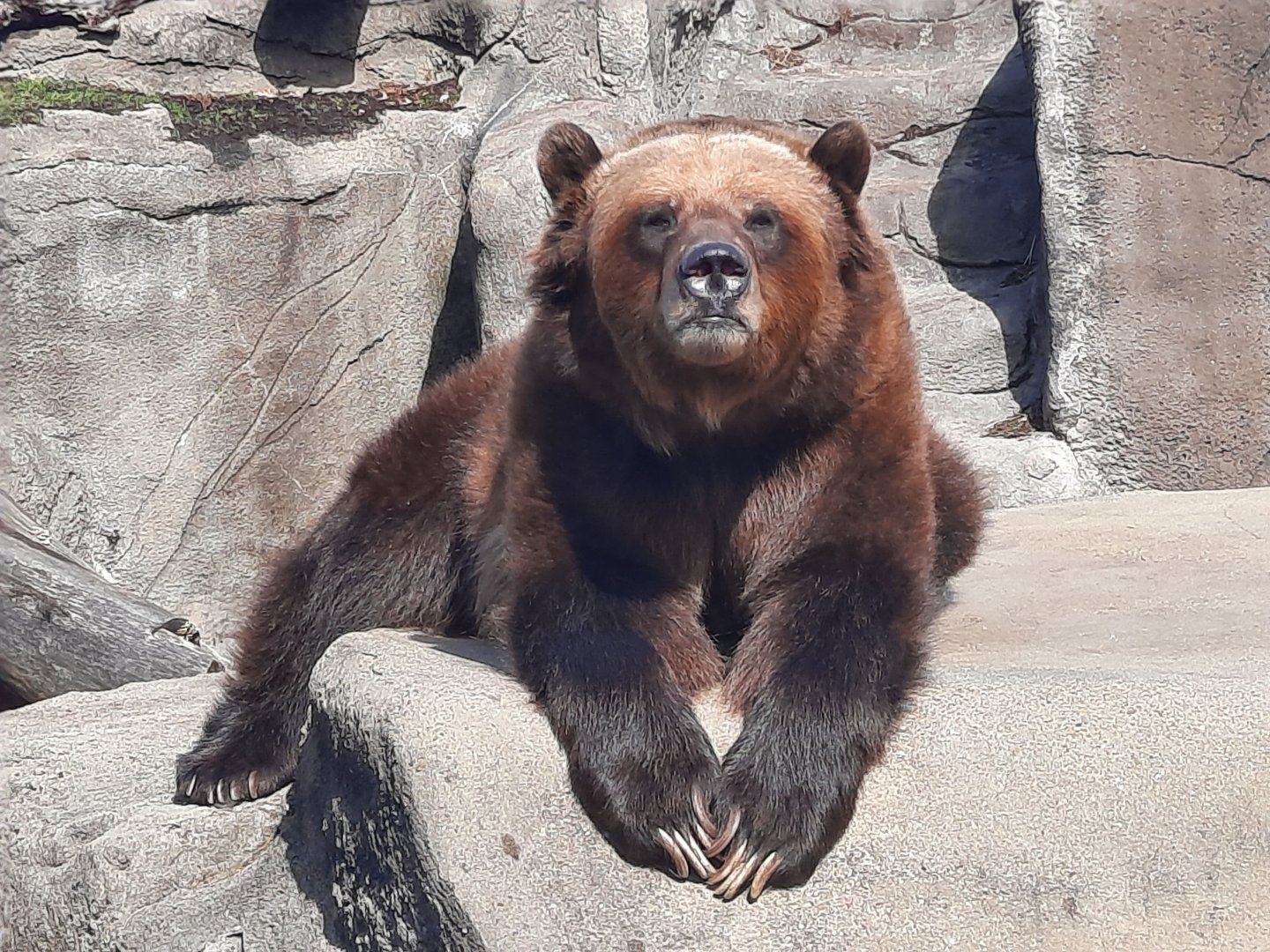 Grouchy Grizzly Bear