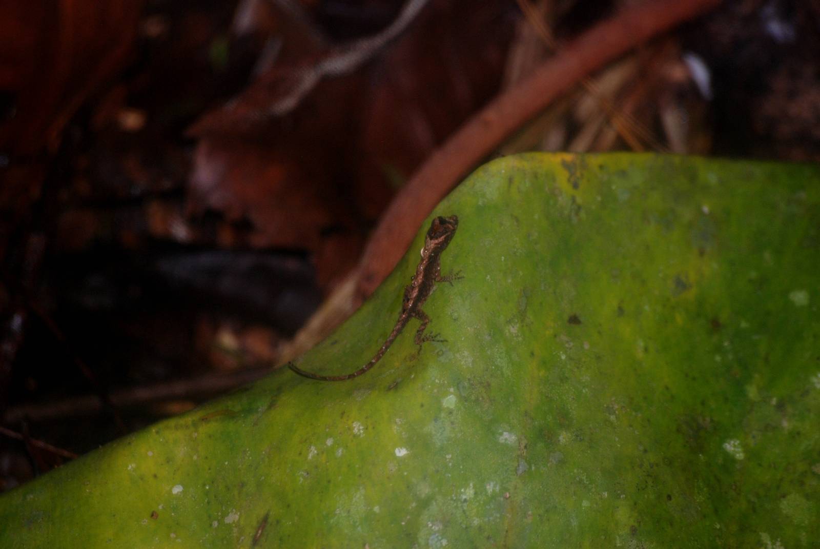 Ground Anole in Tortuguero, 14/04/14
