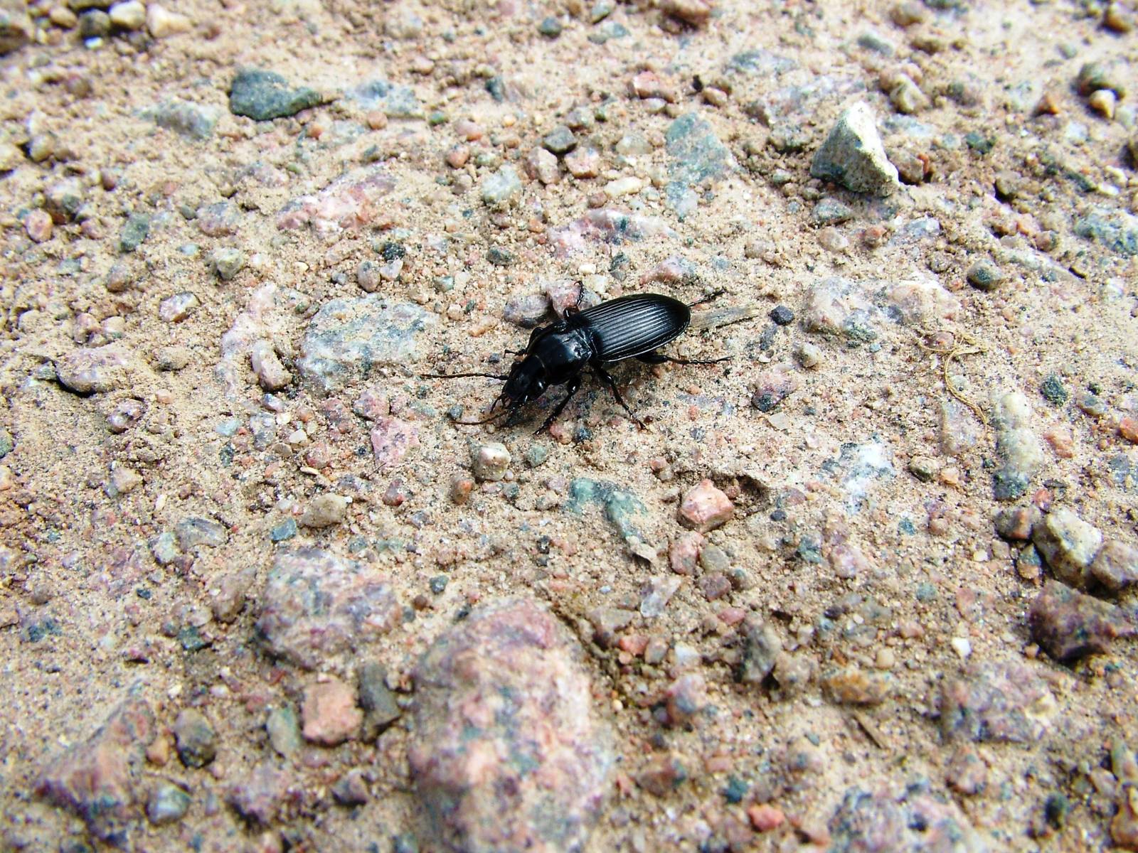 Ground Beetle at Fermyn Woods, 22/07/12