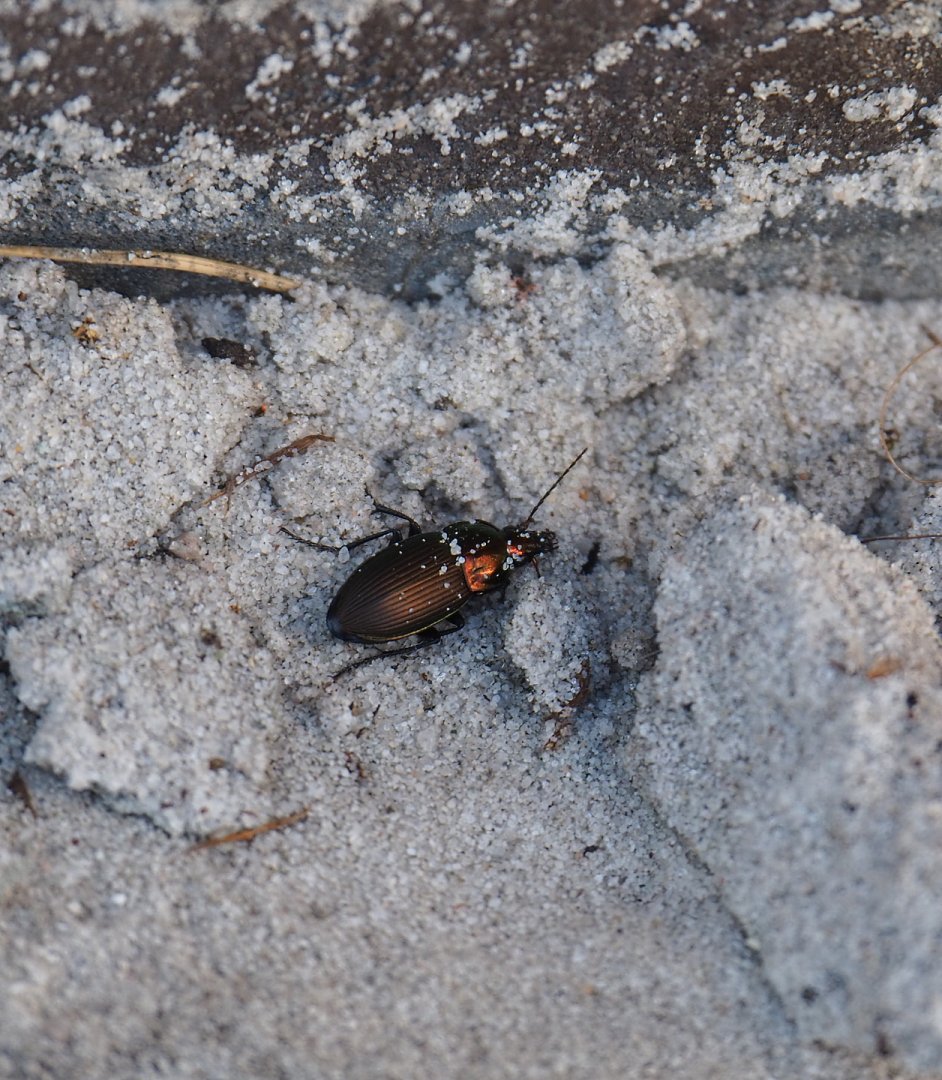 Ground beetle Poecilus versicolor, 2020-04-01