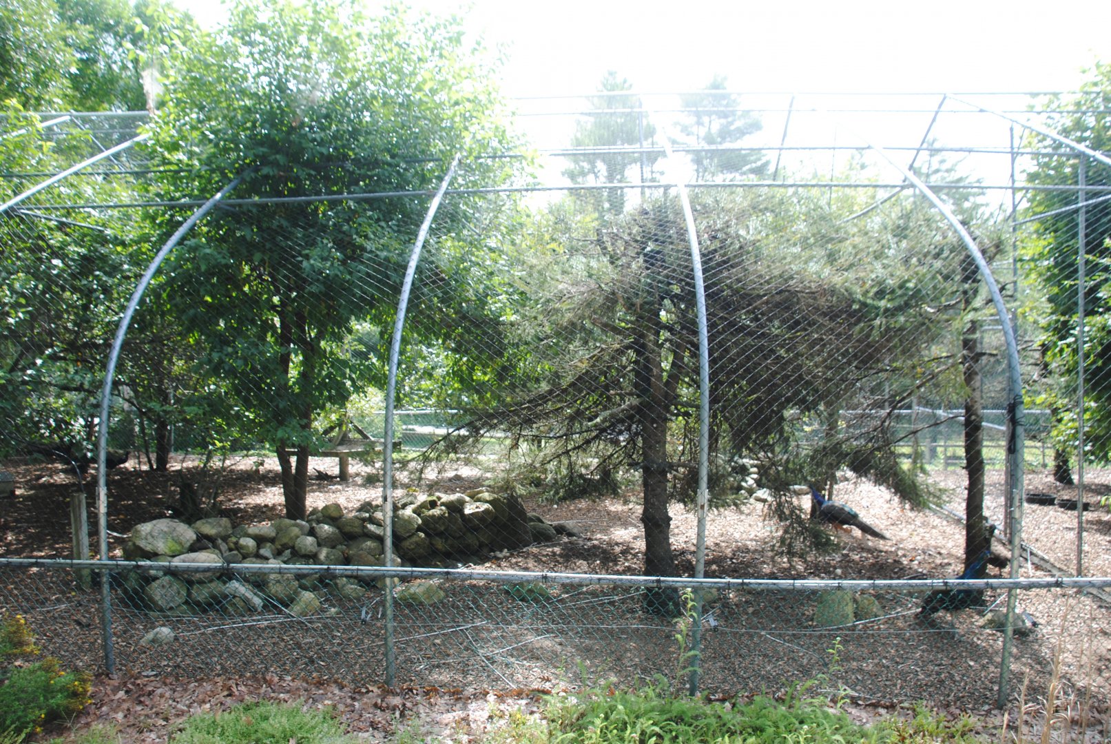 Ground Birds aviary (Wild Turkey, Peacocks, Common Pheasants)
