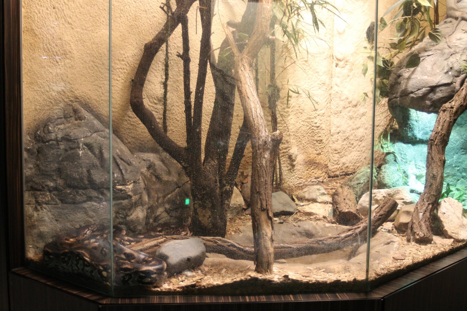 Ground boa - Spiny lizard enclosure