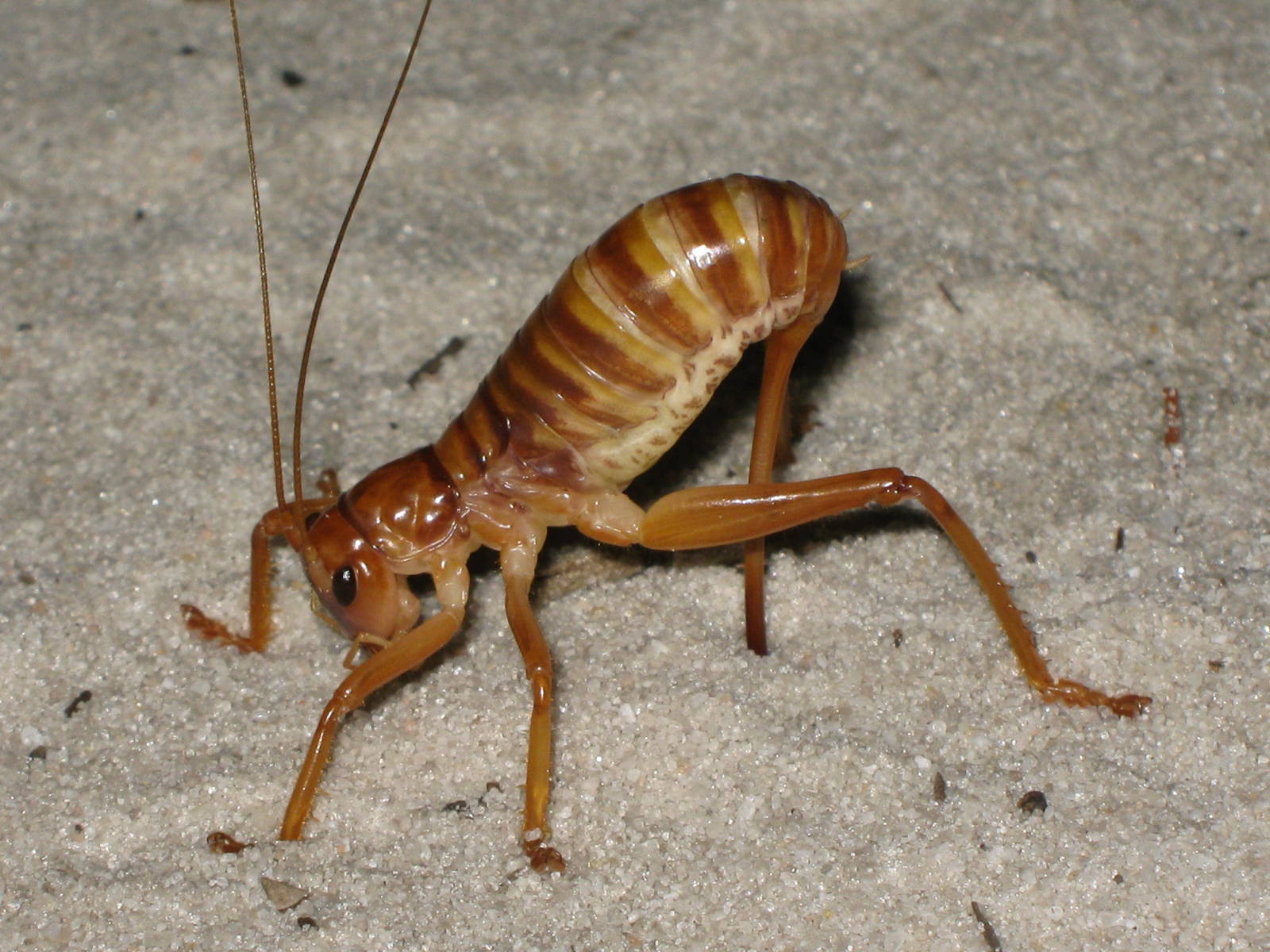 ground cricket laying eggs in sand