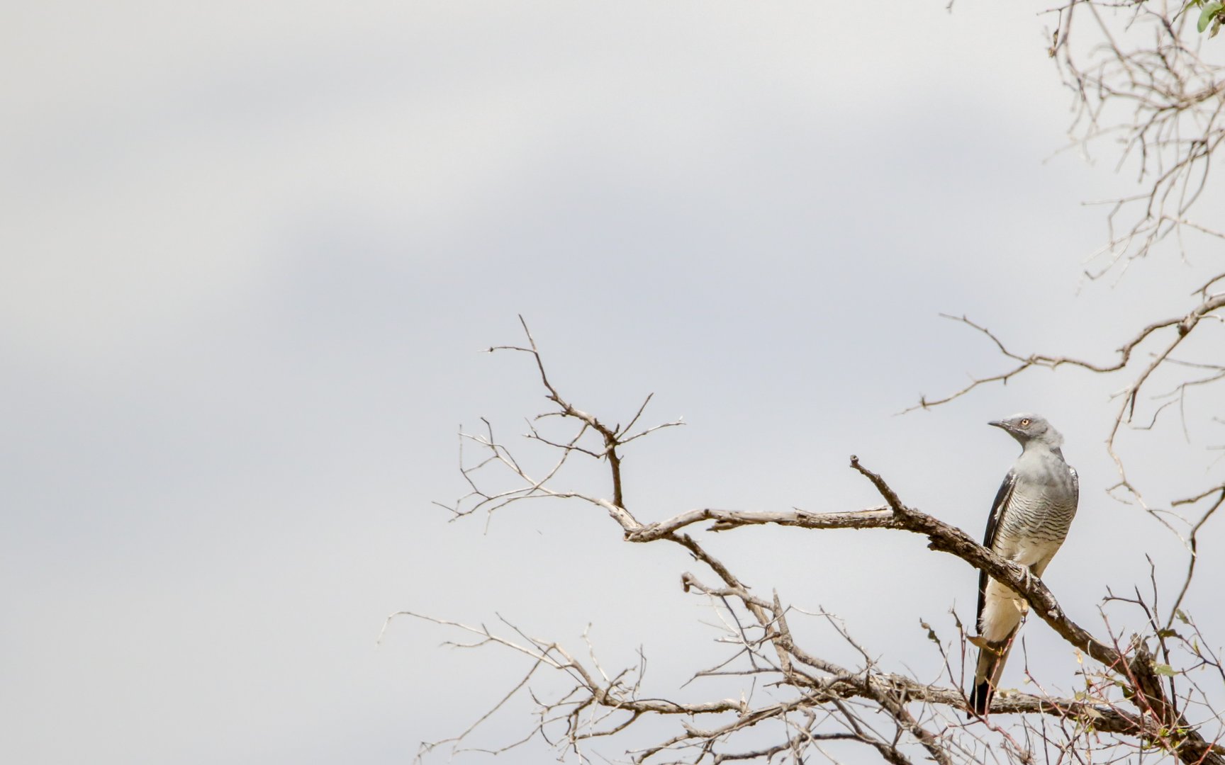 Ground Cuckooshrike - Coracina maxima