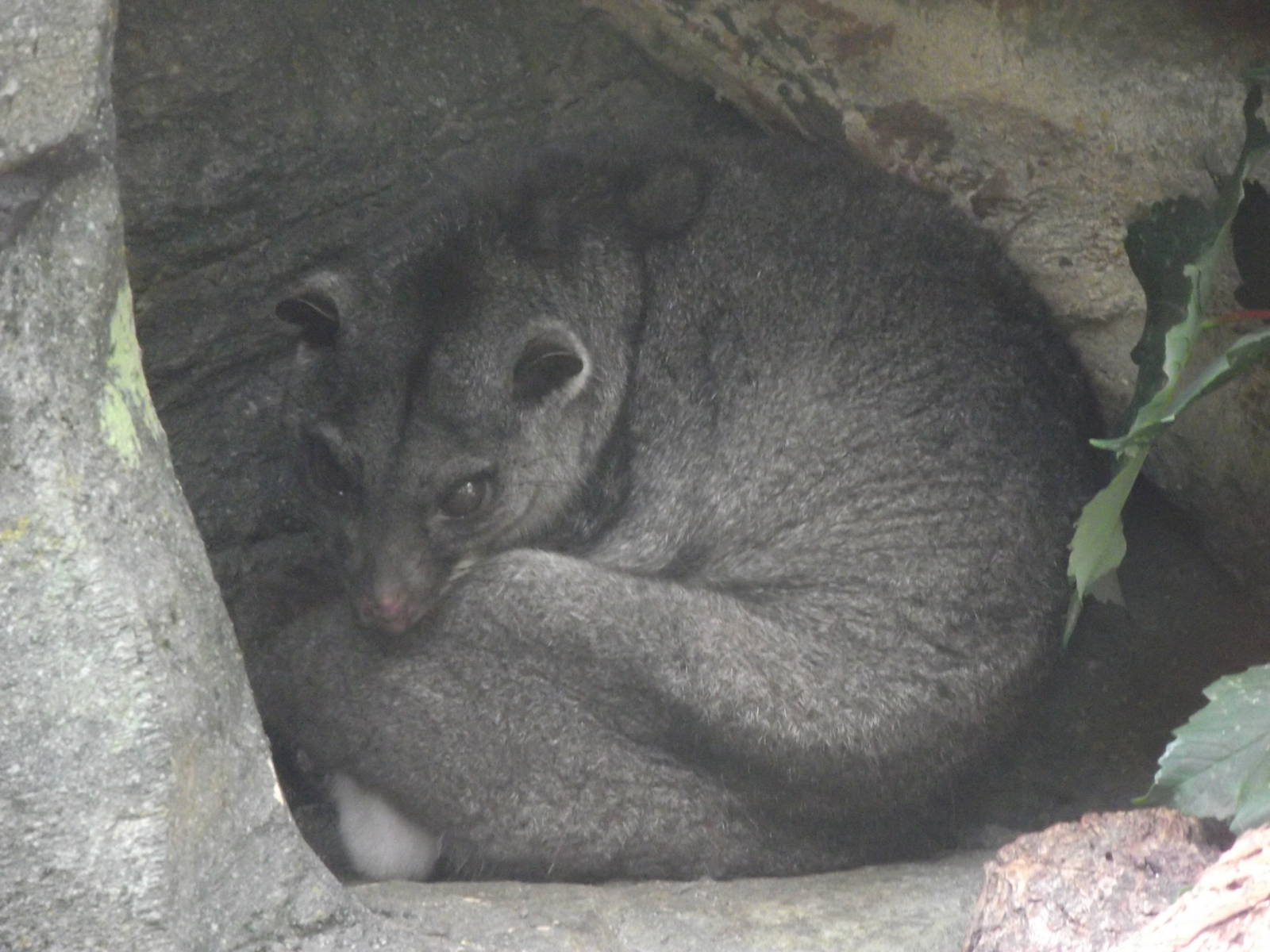 ground cuscus 100711