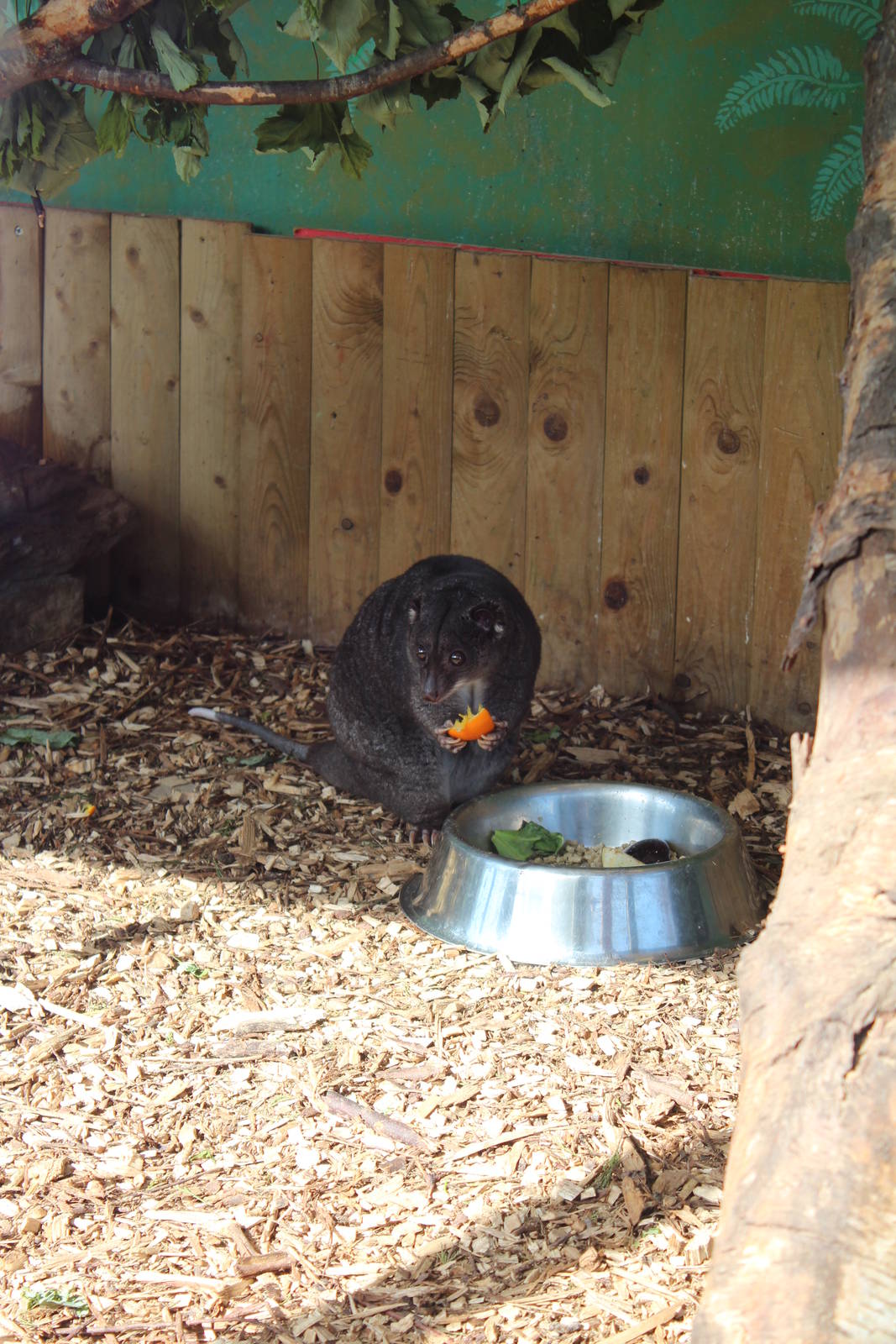 Ground Cuscus - 31 May 2015