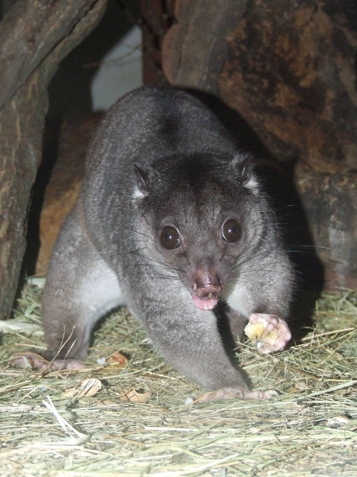 Ground cuscus @ Budapest Zoo